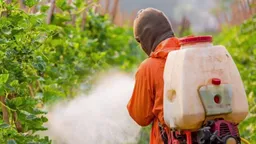 2751 kokteyl pestisit etkisi nedir