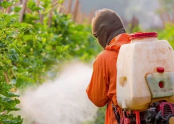 Günden güne büyüyor: Tarımda pestisit gerçeği