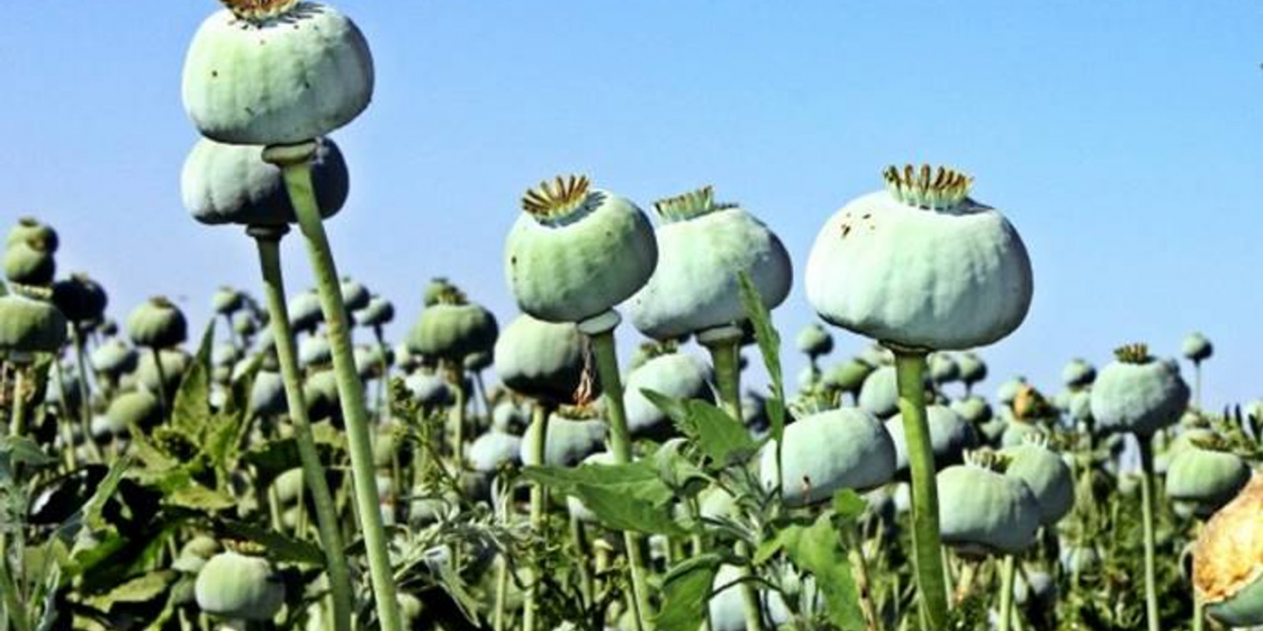 12 Mart ve haşhaş yasağı: Uyuşturucuyla mücadele adı altında Amerikan çıkarları 