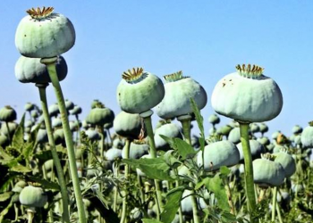 12 Mart ve haşhaş yasağı: Uyuşturucuyla mücadele adı altında Amerikan çıkarları 