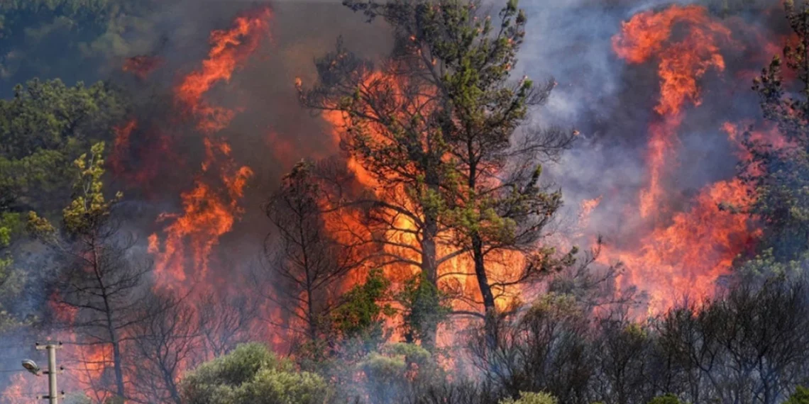 Yurdun dört bir yanı yanıyor: Ormanların külü sermayenin rantı olacak