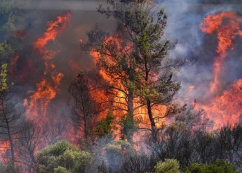 Yurdun dört bir yanı yanıyor: Ormanların külü sermayenin rantı olacak