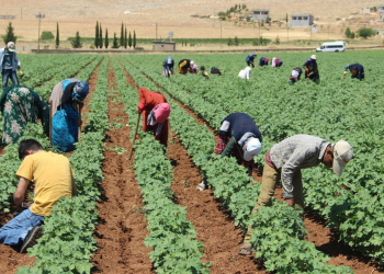 Tarımda sömürü can alıyor: Son 4 ayda 172 işçi öldü
