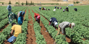 Tarımda sömürü can alıyor: Son 4 ayda 172 işçi öldü